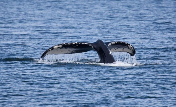Juneau: Whale Watching and Wildlife Cruise With Local Guide - Experience