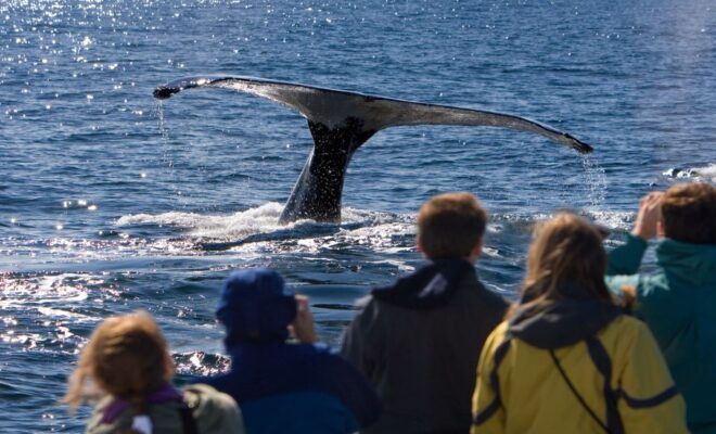 Juneau: Whale Watching and Wildlife Cruise With Local Guide - Free Cancellation