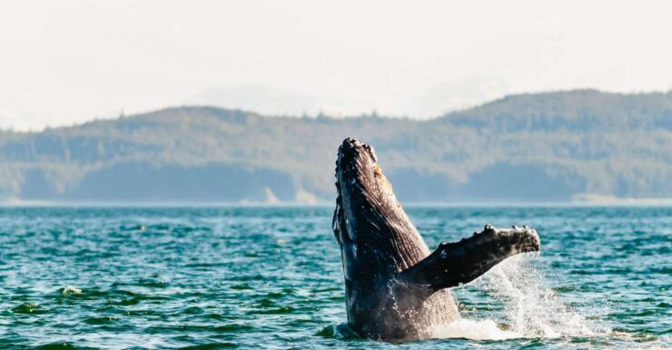 Juneau: Whale Watching Cruise With Snacks and Beverages - Activity Details