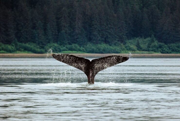 Juneau: Whale Watching Cruise With Snacks and Beverages - Experience Highlights