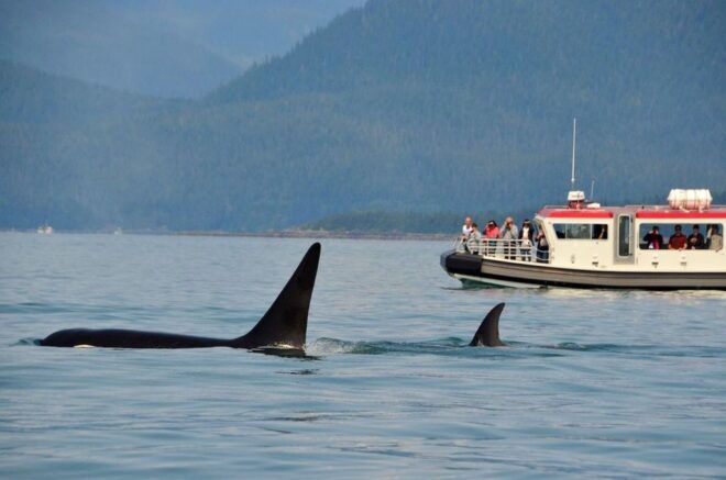 Juneau: Whale Watching Cruise With Snacks and Beverages - Important Information