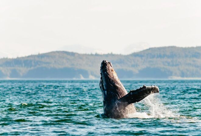 Juneau: Whale Watching Cruise With Snacks and Beverages - Additional Activities or Tours