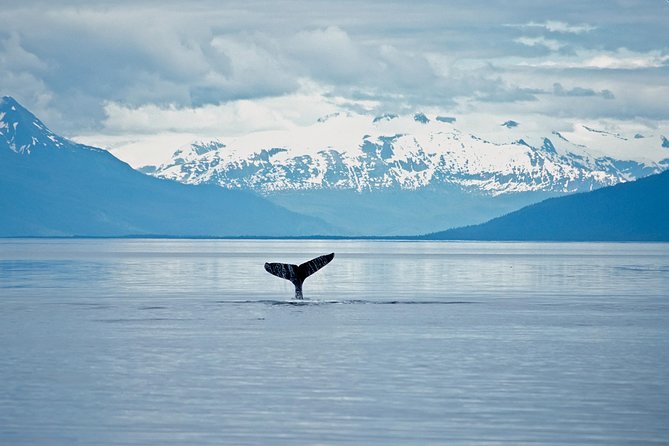 Juneau Wildlife Whale Watching - Traveler Tips and Reviews