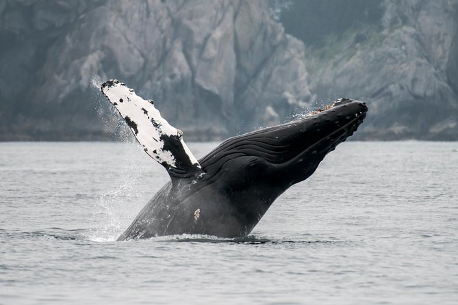 Juneau Wildlife Whale Watching & Mendenhall Glacier - Departure Point and Meeting Instructions