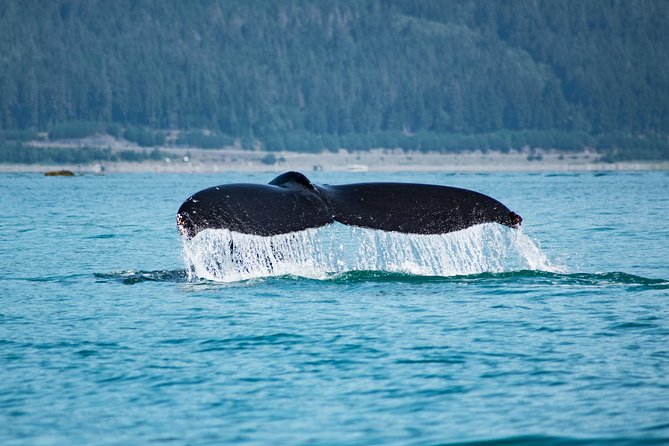 Juneaus Premier Whale Watching! - More Time on the Water! - Tour Details