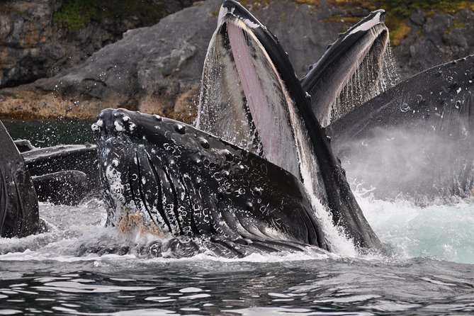 Juneaus Premier Whale Watching! - More Time on the Water! - Tour Information