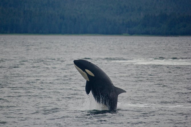 Juneaus Premier Whale Watching! - More Time on the Water! - Cancellation Policy
