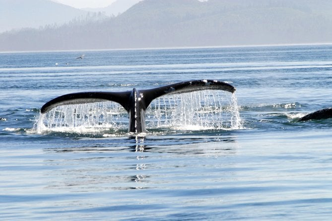 Juneaus Premier Whale Watching! - More Time on the Water! - Viator Help Center and Booking Information
