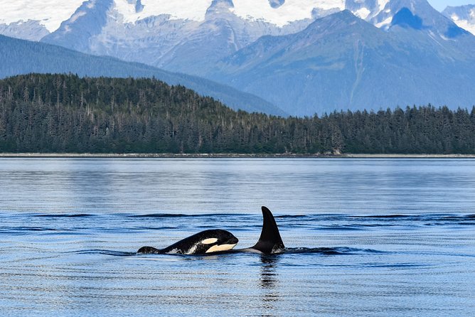 Juneaus Premier Whale Watching! - More Time on the Water! - Common Questions