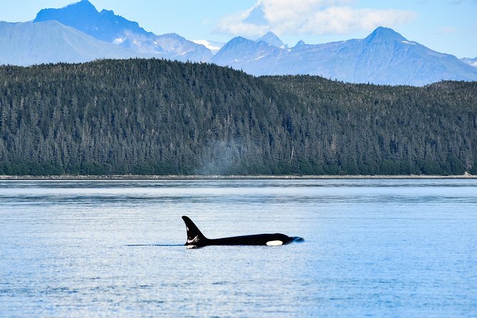 Juneaus Premier Whale Watching! - More Time on the Water! - The Sum Up