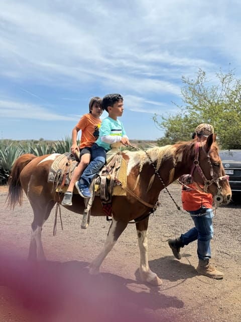 Jungle and Beach Horse Ride + Lunch + Mezcal - Customer Feedback