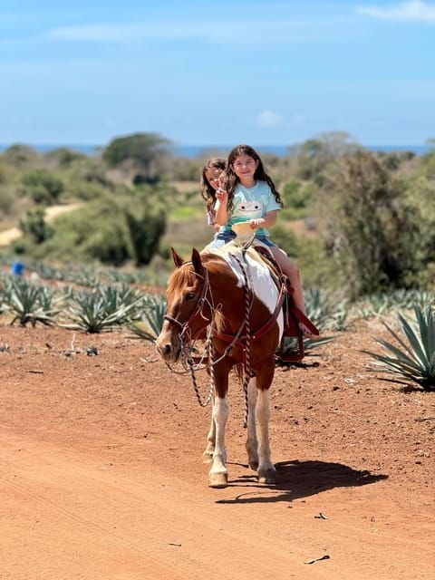 Jungle and Beach Horse Ride + Lunch + Mezcal - Recommendations and Considerations