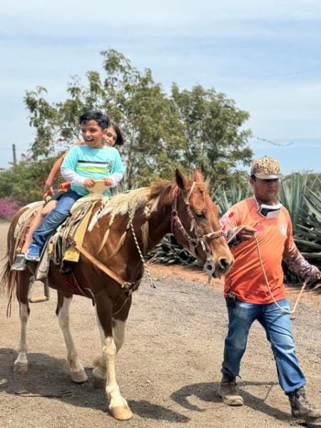 Jungle and Beach Horse Ride + Lunch + Mezcal - Horse Riding Experience