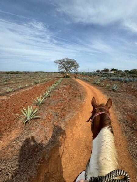 Jungle and Beach Horse Ride + Lunch + Mezcal - Culinary Offerings