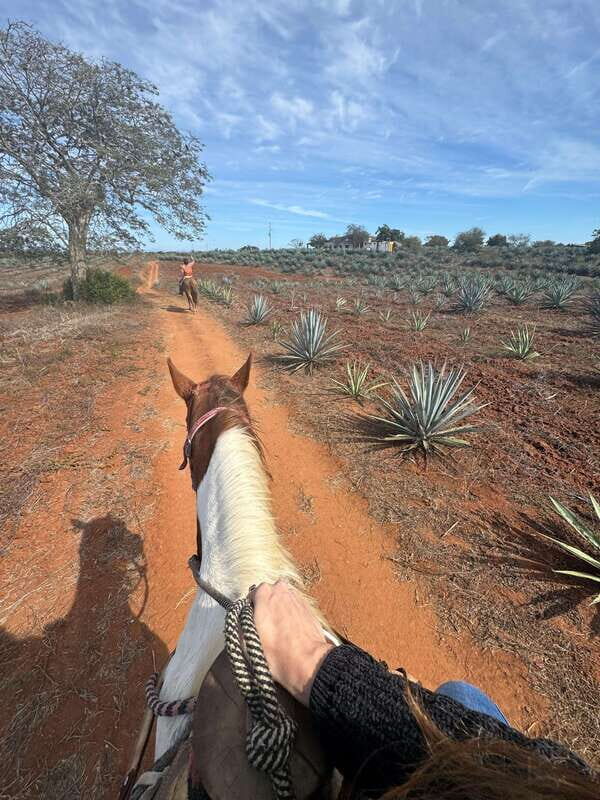 Jungle and beach horseback ride + lunch + mezcal - FAQ