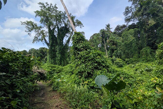 Jungle and Heritage Walk in Singapore - Discovering Singapore’s Natural and Cultural Treasures