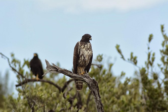 Jungle Birdwatching Experience Through Sian Kaan Biosphere Reserve - Birdwatching in Small Groups