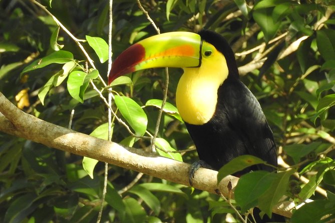 Jungle Birdwatching Experience Through Sian Kaan Biosphere Reserve - Exploring the Muyil Archeological Site
