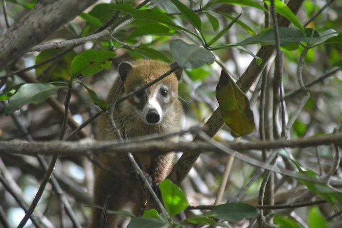 Jungle Birdwatching Experience Through Sian Kaan Biosphere Reserve - Spotting Diverse Bird Species