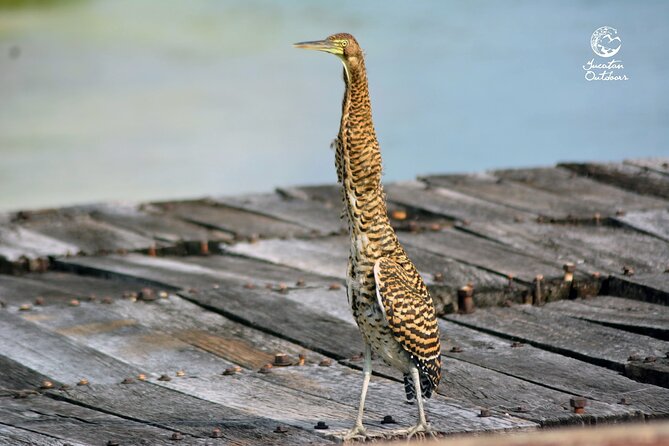 Jungle Birdwatching Experience Through Sian Kaan Biosphere Reserve - Inclusions for the Birdwatching Experience