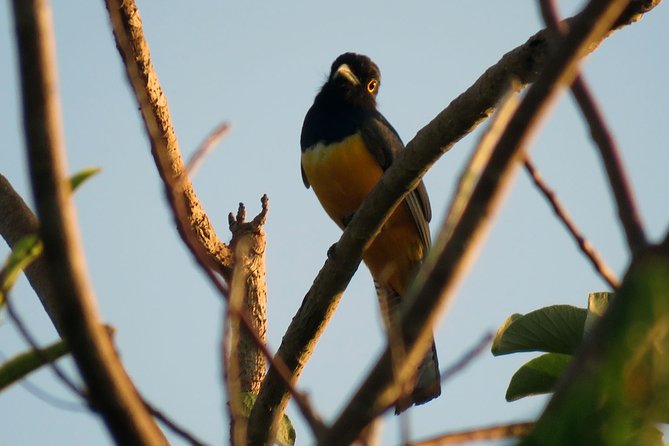 Jungle Birdwatching Experience Through Sian Kaan Biosphere Reserve - Important Information for Participants