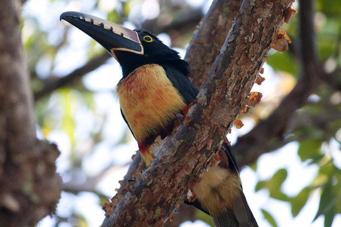 Jungle Birdwatching Experience Through Sian Kaan Biosphere Reserve - Cancellation Policy and Alternatives
