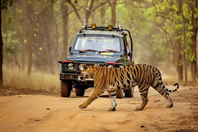 Jungle Diaries Tadoba Wildlife Tour - Exploring the Jungle Diaries Tadoba Wildlife Tour: A Practical Review