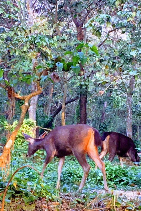 Jungle Journey: 3-Day Chitwan Safari Tour From Pokhara - Day-by-Day Itinerary