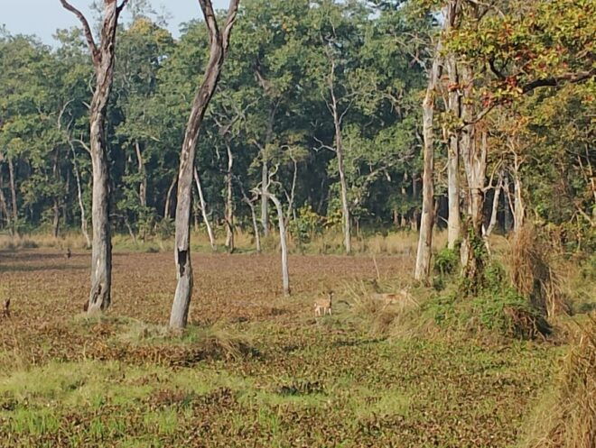 Jungle Journey: 3-Day Chitwan Safari Tour From Pokhara - Inclusions of the Safari Tour