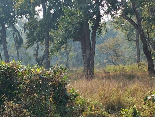 Jungle Journey: 3-Day Chitwan Safari Tour From Pokhara - Exclusions to Consider
