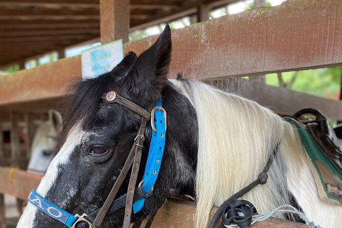 Jungle Life - Jungle Life Overview