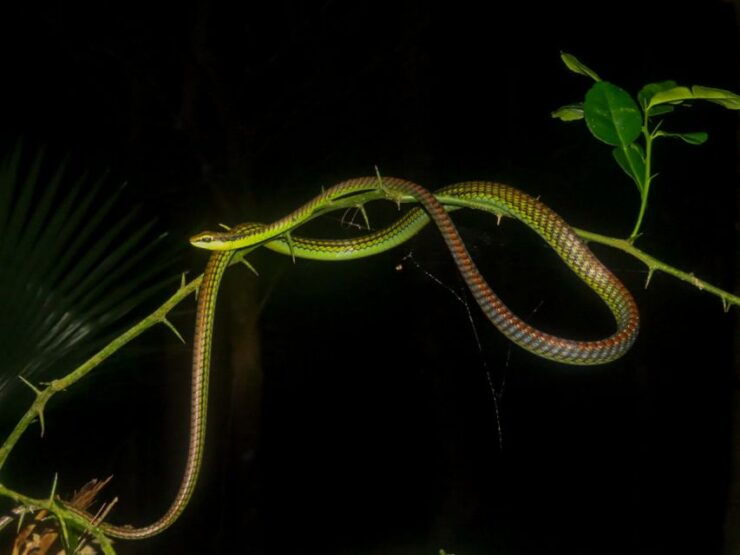 Jungle Night Tour : Finding Snakes and Night Species - Booking and Cancellation Information