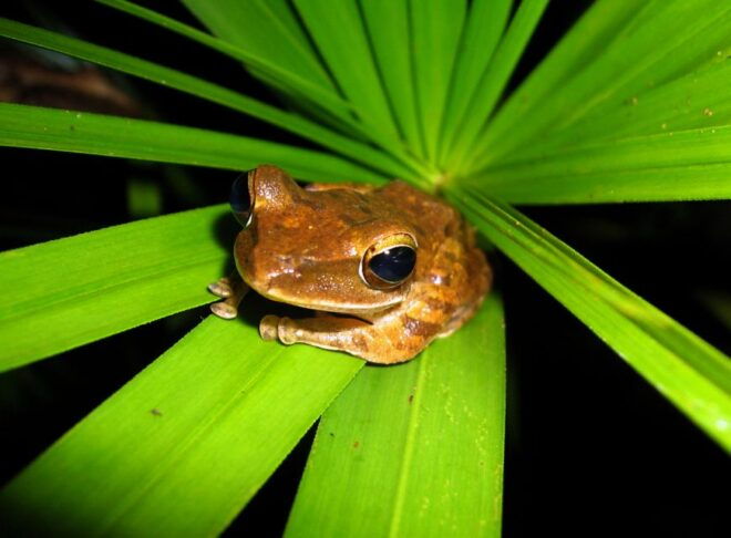 Jungle Night Tour : Finding Snakes and Night Species - Detailed Itinerary