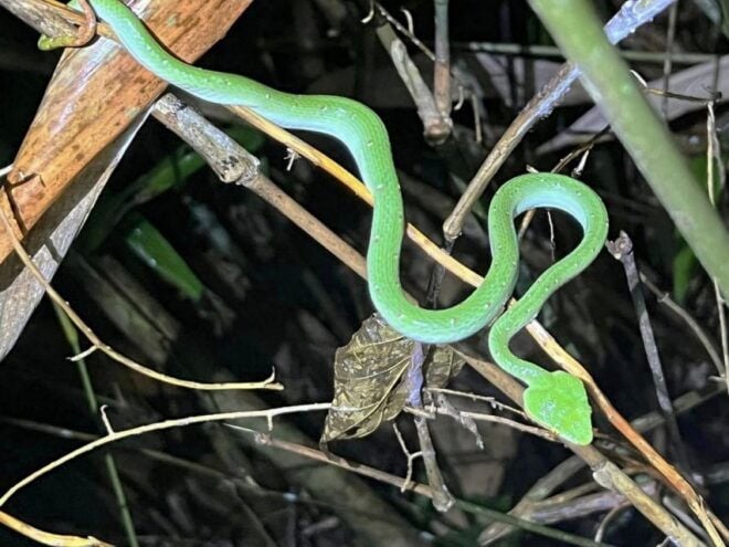 Jungle Night Tour : Finding Snakes and Night Species - Tour Conditions and Recommendations