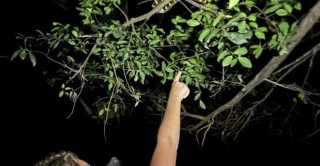 Jungle Night Tour : Finding Snakes and Night Species - Additional Information and Reviews