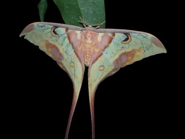 Jungle Night Tour : Finding Snakes and Night Species - Common Questions
