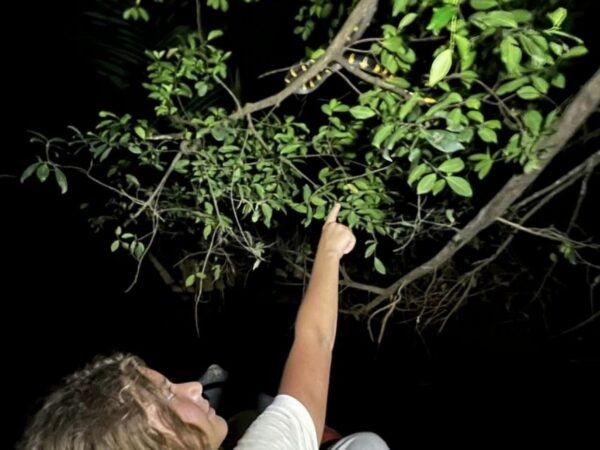 Jungle Night Tour : Finding Snakes and Night Species - The Sum Up
