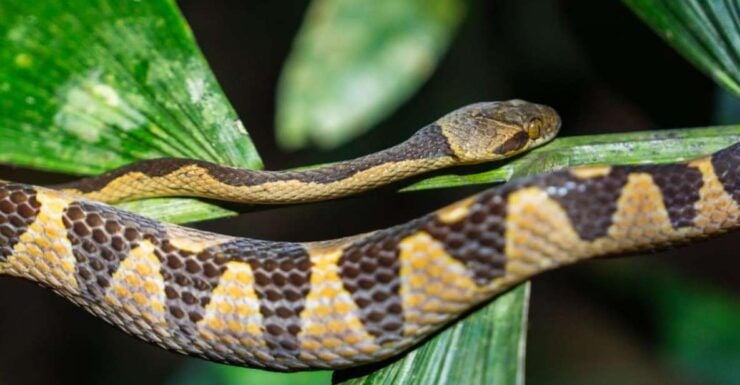 Jungle Night Walk/ Nocturnal Wildlife and Jungle Sounds - Good To Know