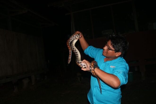 Jungle Night Walk/ Nocturnal Wildlife and Jungle Sounds - Experience Highlights