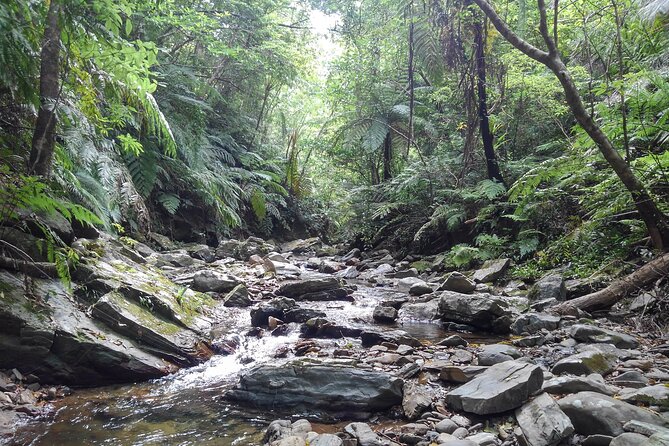 Jungle River Trek in Yambaru; Private & Customisable Booking - What to Expect During the Jungle River Trek