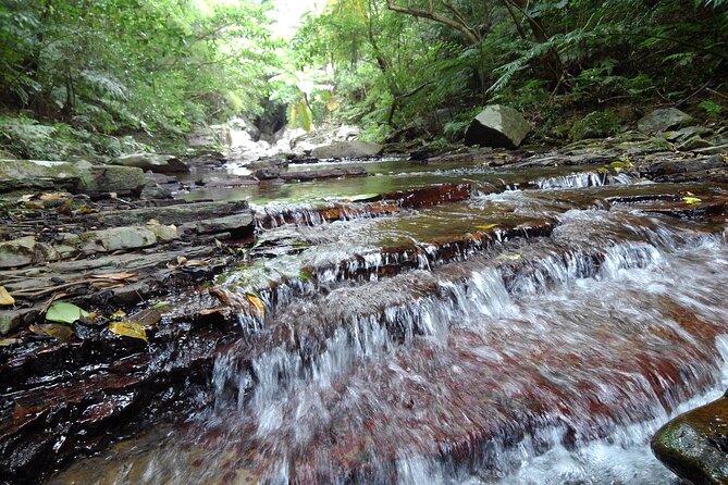 Jungle River Trek in Yambaru; Private & Customisable Booking - Directions