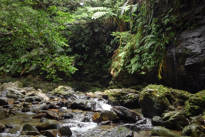 Jungle River Trek in Yambaru; Private & Customisable Booking - The Sum Up