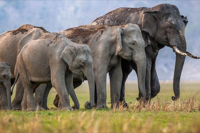 Jungle Safari - Rajaji National Park Half Day Tour - Good To Know
