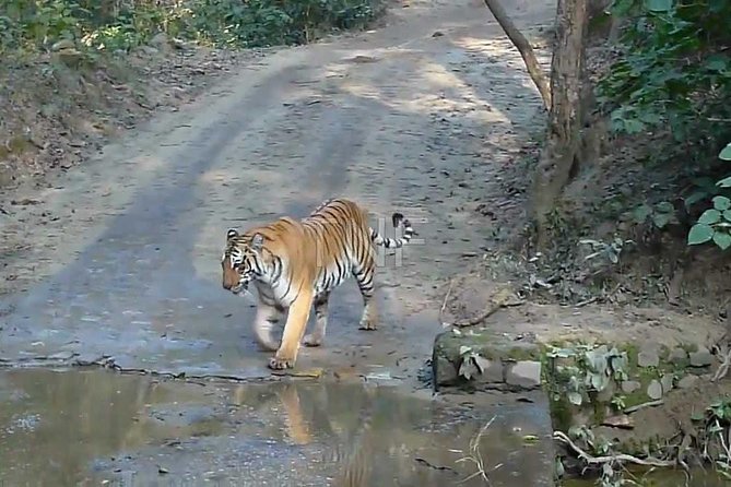 Jungle Safari - Rajaji National Park Half Day Tour - Inclusions and Exclusions of the Tour