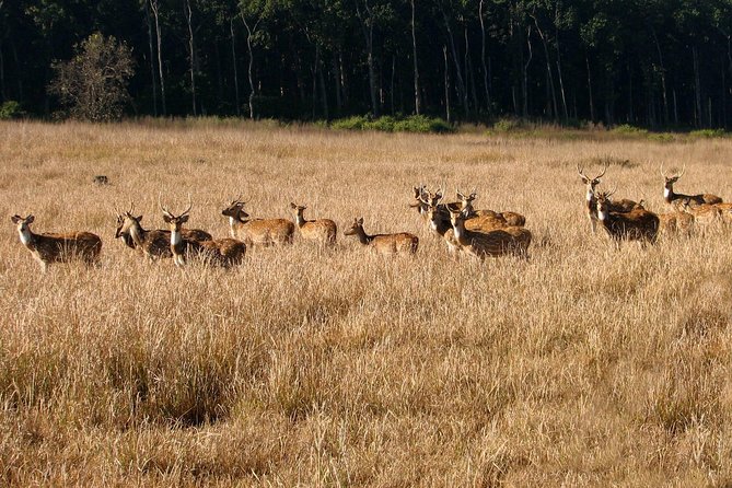 Jungle Safari - Rajaji National Park Half Day Tour - Additional Booking Information