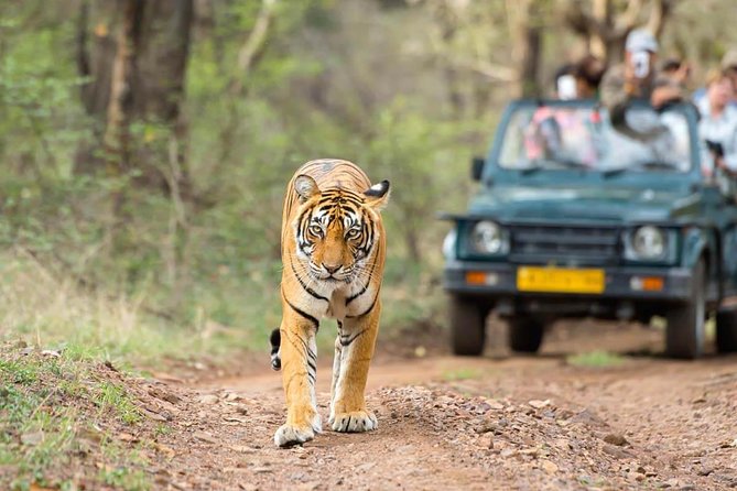 Jungle Safari - Rajaji National Park Half Day Tour - Accessibility and Participants