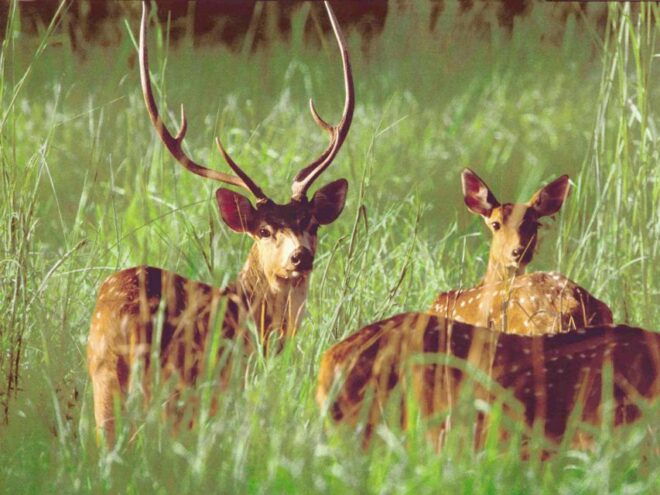 Jungle Safari - Highlights of the Jungle Safari