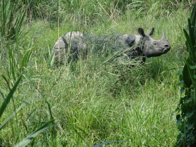 Jungle Safari - Important Information for the Trip