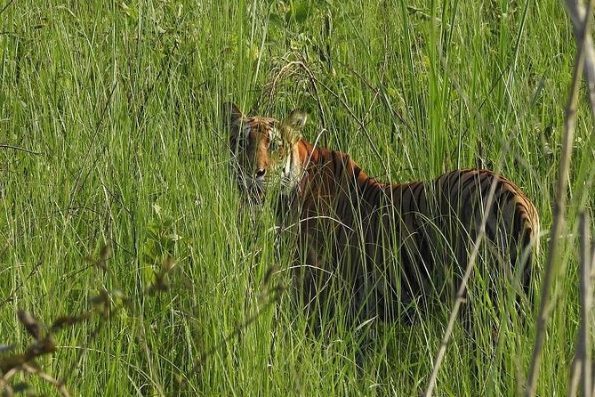 Jungle Safari Tour in Chitwan National Park - Tour Details