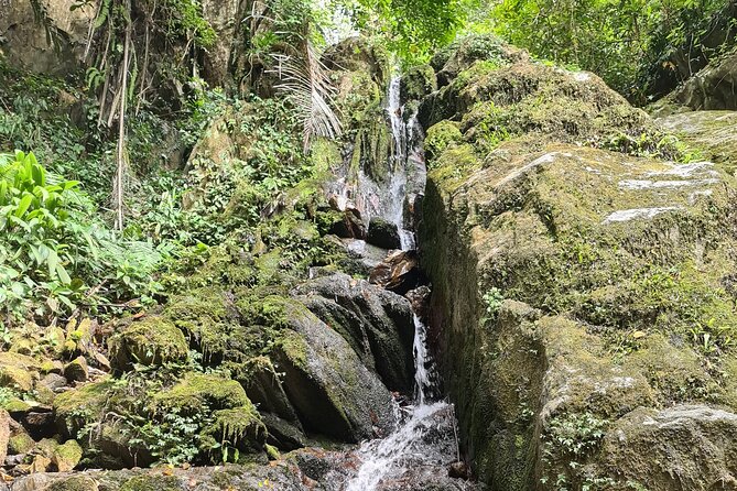 Jungle Survival Tour - Return to Nature - Depart From Hue, Da Nang - Local Wildlife and Flora